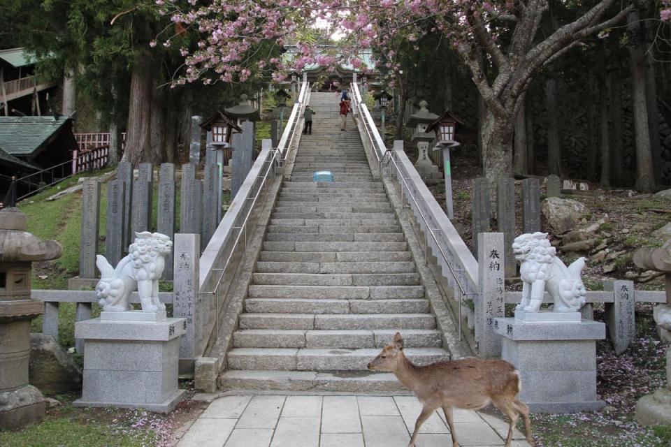 金華山黃金山神社是日本著名求財運的地點，是日本五大弁財天之一。（Visit MIYAGI提供）