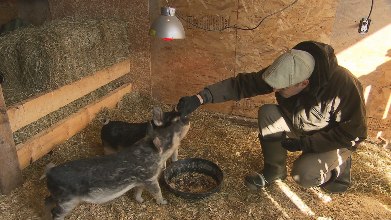 With Huey and Lewis, Albert Co. farmer is trying to save rare pig species