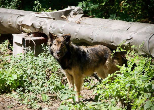 PHOTO: Many of the Chernobyl dogs find shelter in abandoned buildings or construction zones within the nuclear exclusion zone. (Jordan Lapier via NHGRI)