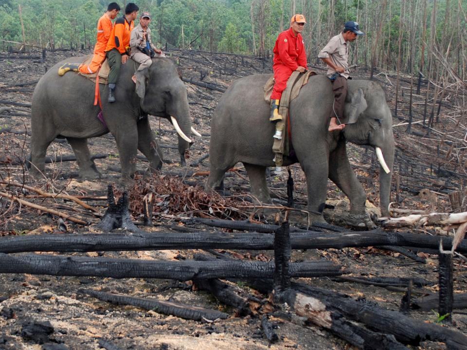 elephants fire fighting