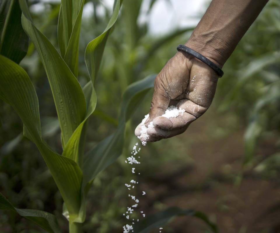 Putting fertilizer on corn plants