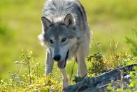 <b>Timber Wolf - Montana, 2009</b> <p> These wolves move in packs (ranging from 5 to 30 individuals). Extremely wary of people, they are almost impossible to observe in the wild, but we lucked out while filming in Montana!</p>