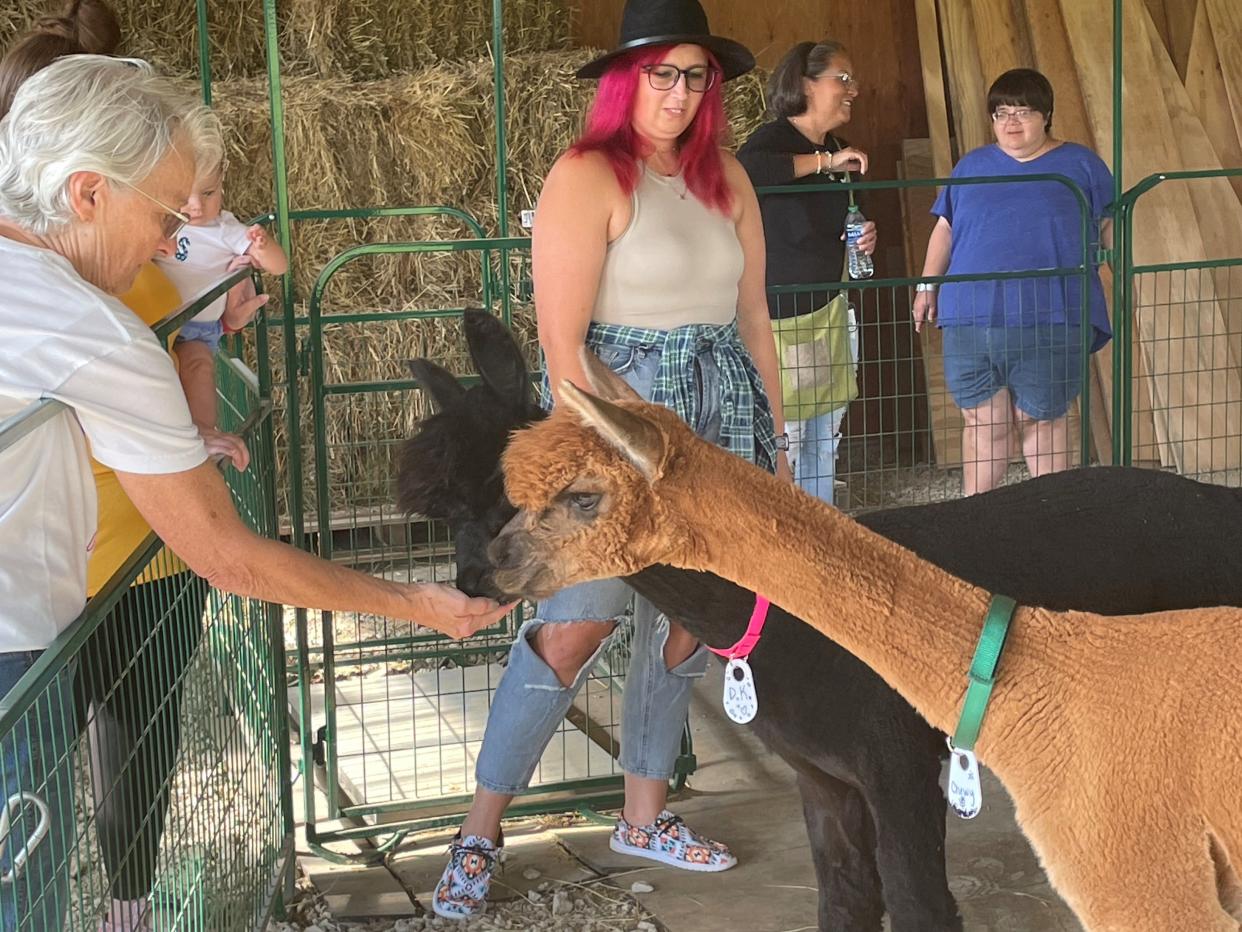 Visitors to an open house last week at Learning 4 Life Farm near Johnstown, fed and interacted with the alpacas, which are a main thrust of the job training program for students and young adults on the autism spectrum.