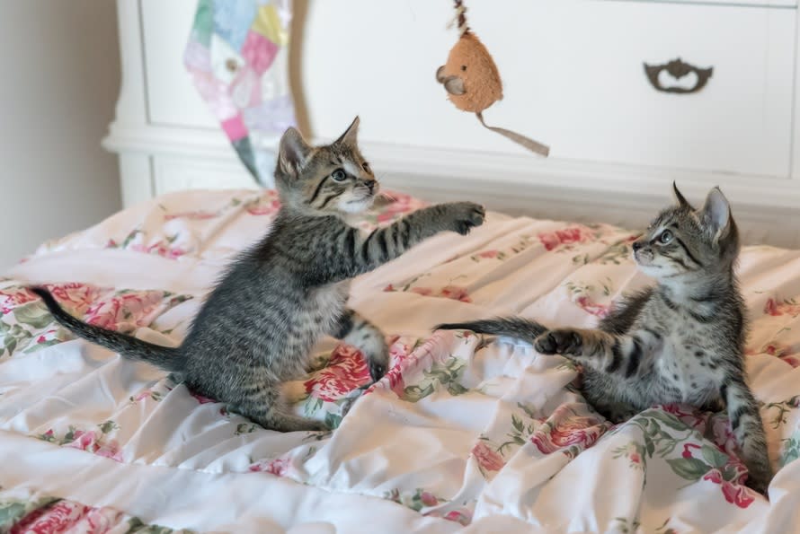 Watching these two cats share a drink will absolutely make your day