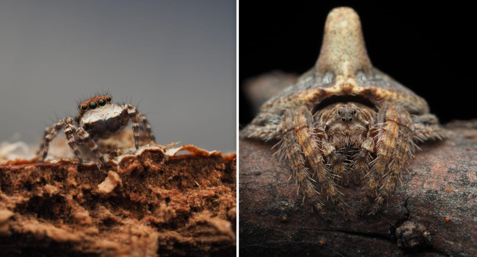 A jumping spider (left) and a wraparound spider (right) in close up.