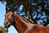 World champion racehorse Big Brown is paraded at the Inglis Stables on August 16, 2010 in Sydney, Australia. (Photo by Mark Metcalfe/Getty Images)