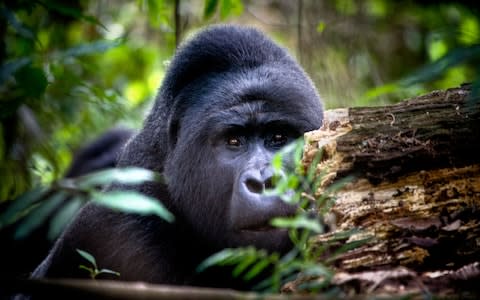 Track mountain gorillas over a long weekend - Credit: Alamy