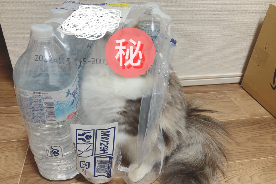 <p>玩一玩貓咪突然擬態成瓶裝水！（圖／Twitter＠hotatechi）</p>
