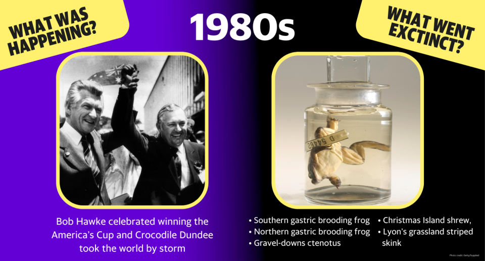 In the 1980s, Bob Hawke celebrated winning the America’s Cup and Crocodile Dundee took the world by storm.  Extinctions: Southern gastric brooding frog, northern gastric brooding frog, Gravel-downs ctenotus, Christmas Island shrew, Lyon’s grassland striped skink. 