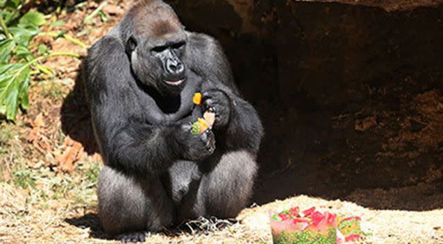 Zoos Victoria is a finalist for the award for Contribution to Environmental Sustainability by a Corporation. Picture: 7 News