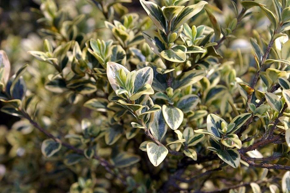 Buxus sempervirens ‘Elegantissima’