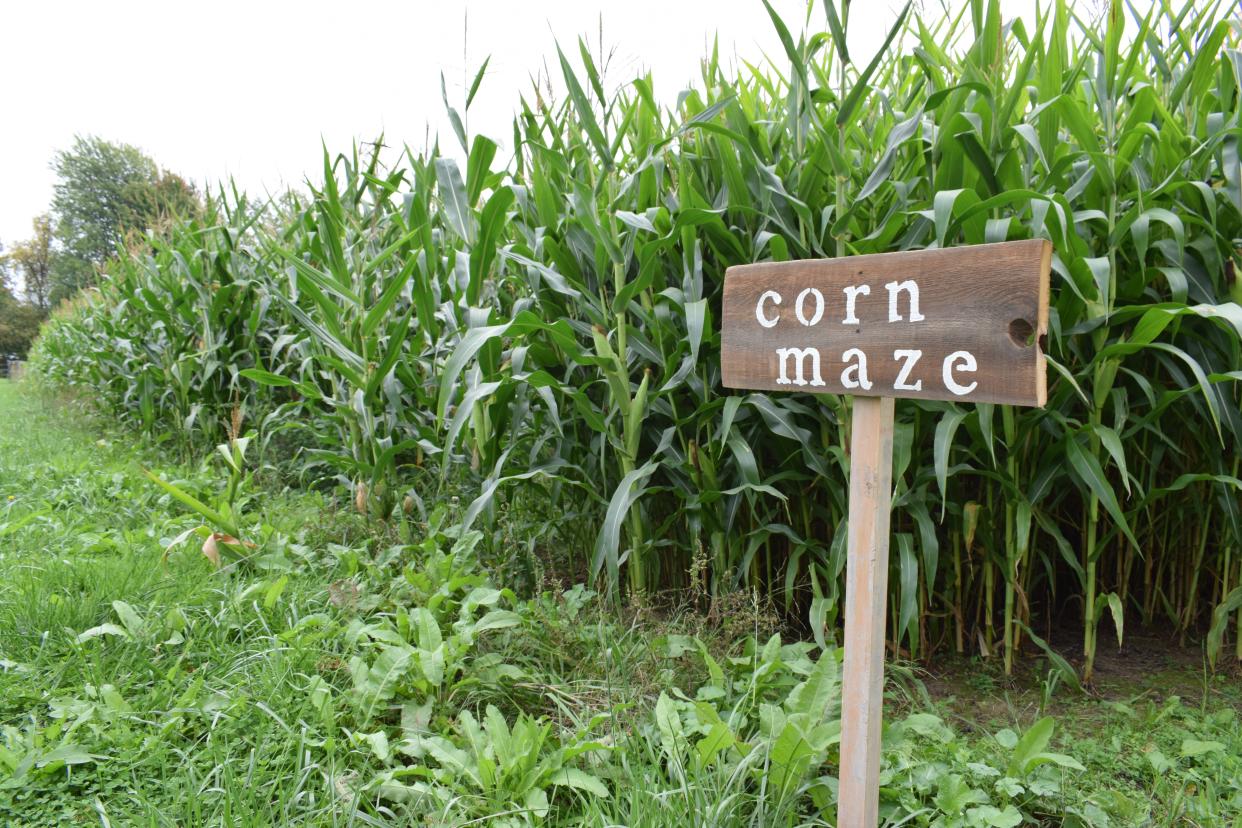 Several farms in the Holland area offer corn mazes in the fall.