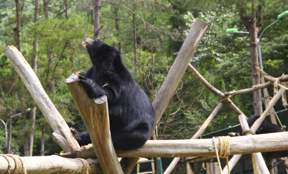 In this photo taken on Oct. 29, 2012, a bear sits inside an enclosure at the Vietnam Bear Rescue Center in Tam Dao, Vietnam. The bears, some of them blinded or maimed, play behind tall green fences like children at school recess. Rescued from Asia's bear bile trade, they were brought to live in this lush national park, but now they may need saving once more. The future of the $2 million center is in doubt after Vietnam's vice defense minister in July ordered it not to expand further and to find another location, saying the valley is of strategic military interest. Critics allege the park director is urging an eviction because he has a financial stake in a proposed ecotourism venture on park property - accusations he rejects. (AP Photo/Mike Ives)