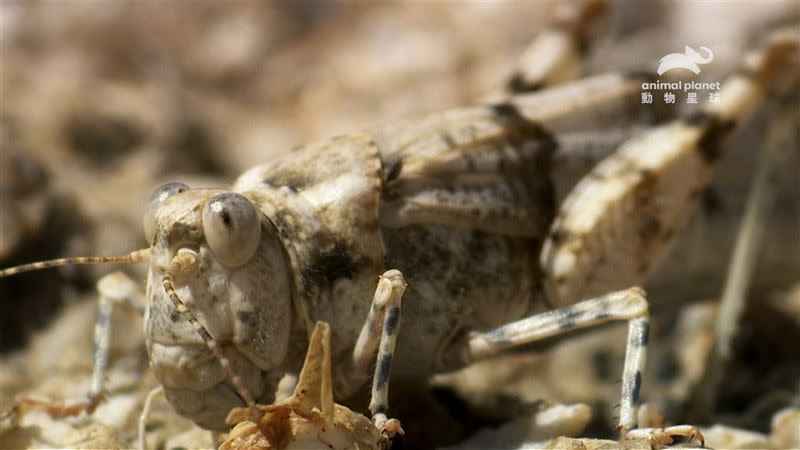 誰才是地球的真霸主？（圖／動物星球頻道提供）