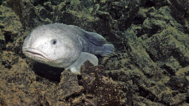 This is what a blob fish actually looks like underwater in their natural  habitat : r/TheDepthsBelow