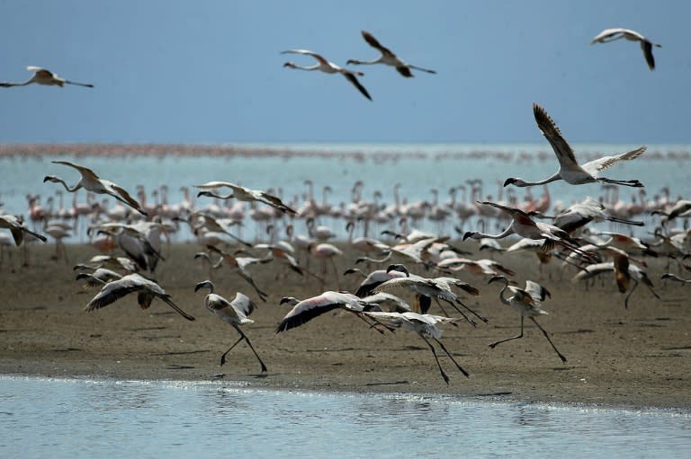 Chaque année, plus d'un million de flamants roses se rassemblent sur les lacs d'Afrique dans un ballet chatoyant (TONY KARUMBA)