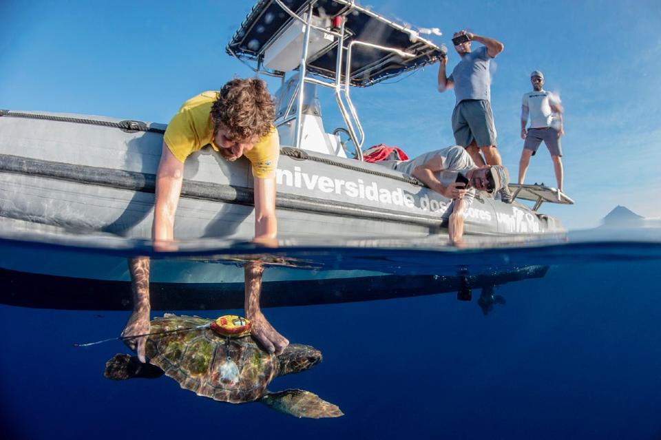 Un científico libera una tortuga con un geolocalizador en el caparazón