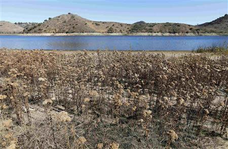 The receding water line of Lake Hodges is seen in San Diego County January 17, 2014. REUTERS/Mike Blake