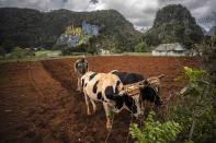 A farmer plows a field with oxen to plant yucca near the mountains in Viñales, Cuba, March 1, 2021. Both U.S. sanctions meant to punish the government and a COVID-19 pandemic have squashed tourism almost everywhere, making some Cubans hope that new U.S. President Joe Biden will reverse at least some of the restrictions implemented by his predecessor. (AP Photo/Ramon Espinosa)