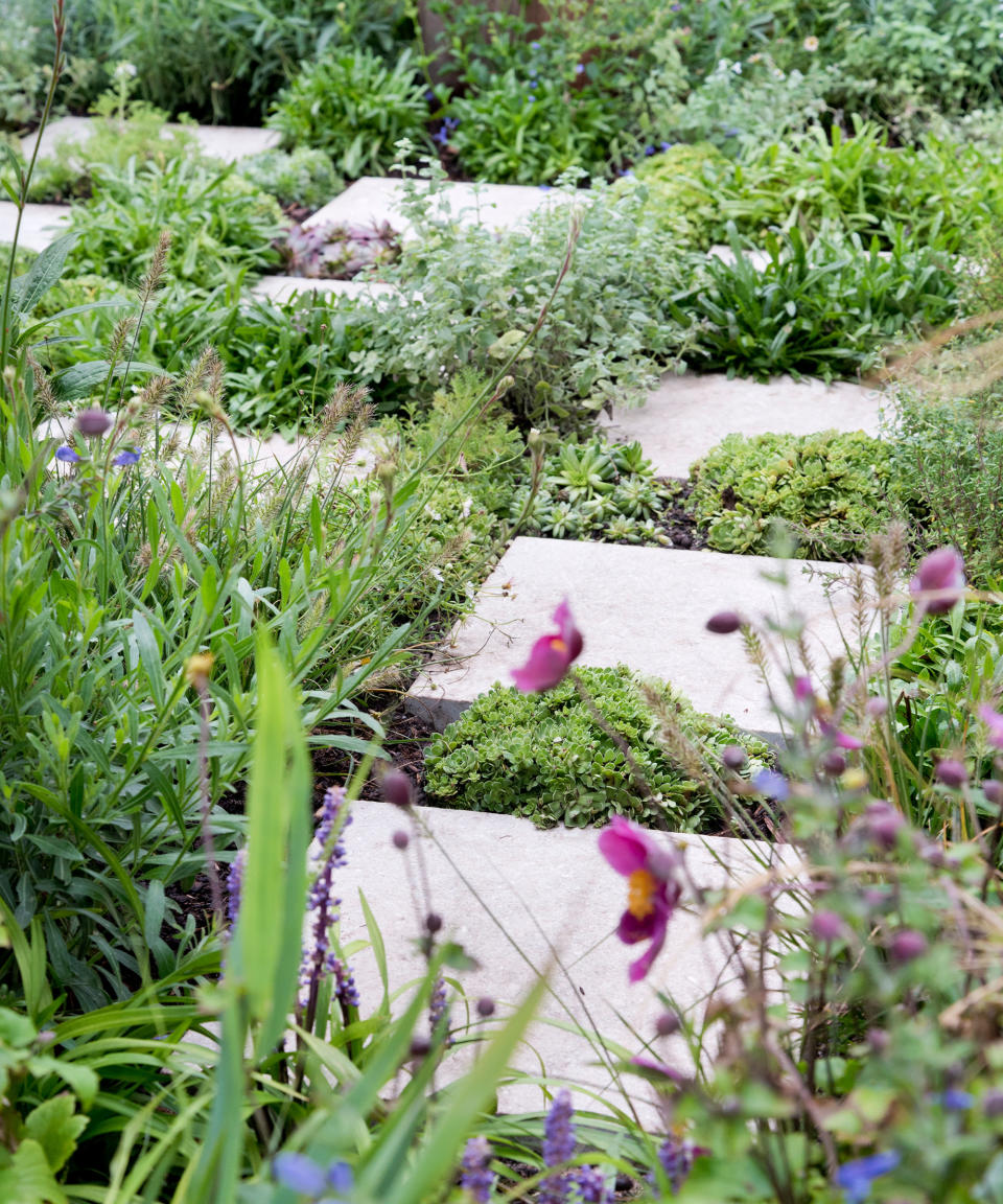 <p> You can make a cheap DIY garden path without relying too much on expensive landscaping materials. Instead use fast-growing and fragrant ground cover plants to fill in the bulk of the path, saving outlay on paving stones, gravel and other costly aggregates.  </p> <p> Creeping thyme or camomile are good path plants for sunnier spots, whilst delicate baby tears (<em>Soleirolia soleirolii) </em>works best in a shady area. Blue star creeper (<em>Laurentia fluviatilis)</em> with masses of pale blue, star-shape flowers in spring and early summer, or golden/grey Creeping Jenny (<em>Lysimachia nummularia)</em>, also known as moneywort due to its coin-shaped leaves, add color. Most planted paths are suitable for light foot traffic only, but look very pretty all the same.  </p>