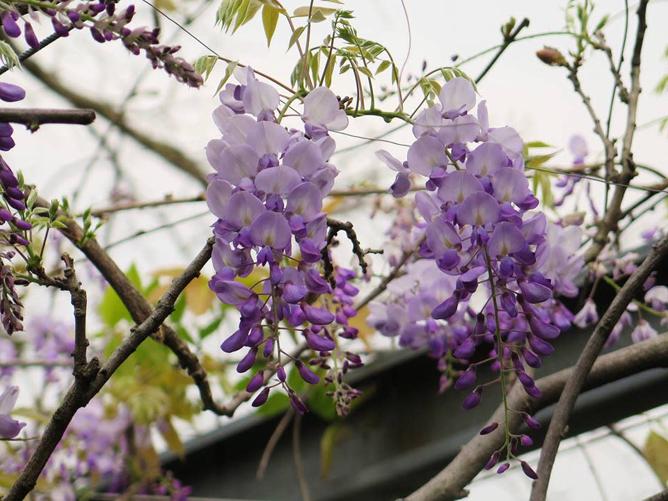 台北花卉村紫藤花。圖：翻攝台北花卉村臉書