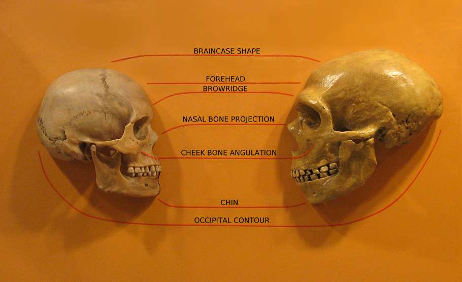 Comparación de los cráneos de Homo sapiens...