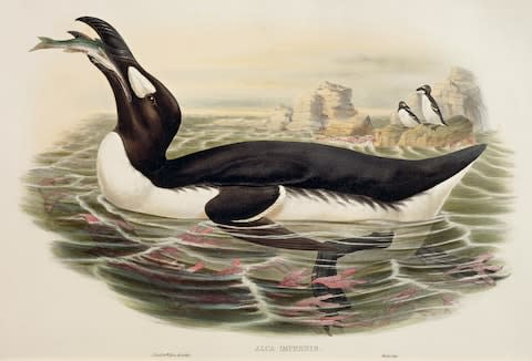 British shores were once home to the great auk - Credit: GETTY