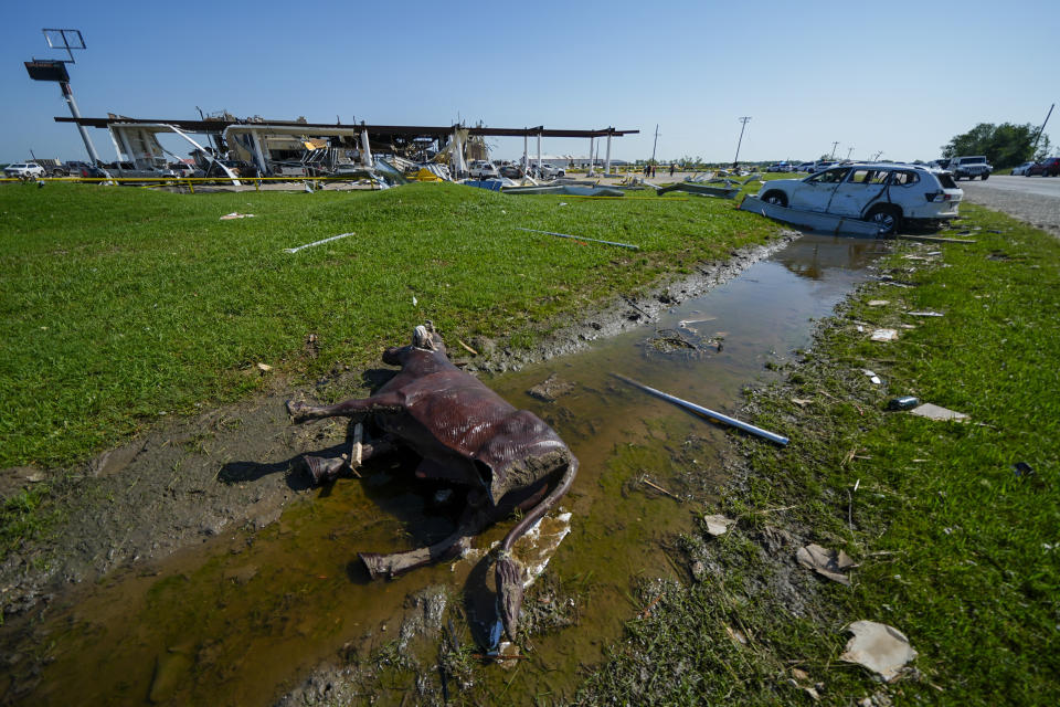 Un toro decorativo está tirado en una zanja a lo largo de una ruta vehicular la mañana después de que un tronado atravesara la zona, el domingo 26 de mayo de 2024 en Valley View, Texas. (AP Foto/Julio Cortez)