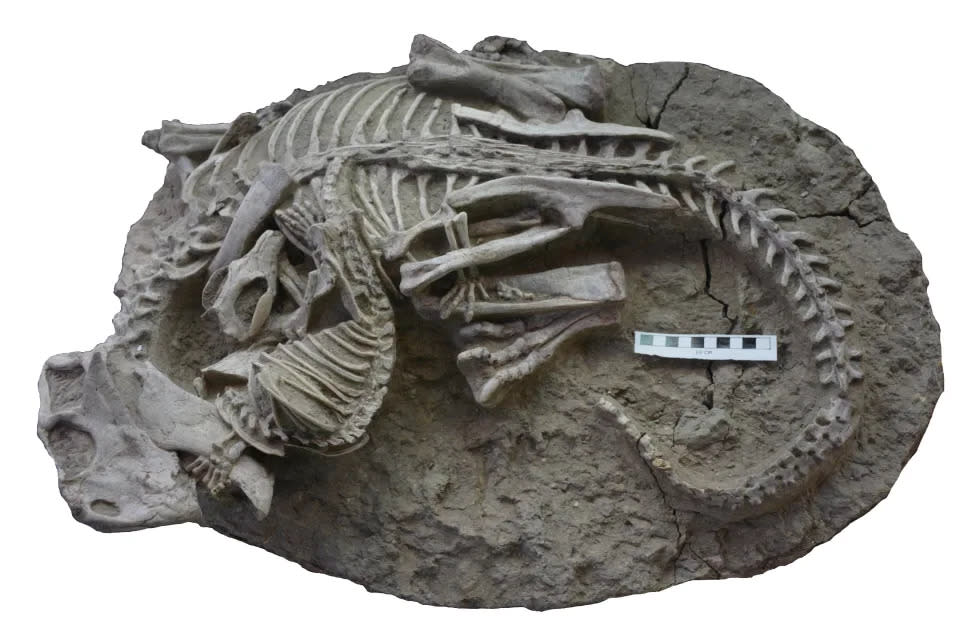 Fossil hält Moment fest, in dem Dinosaurier von Säugetier angegriffen wird