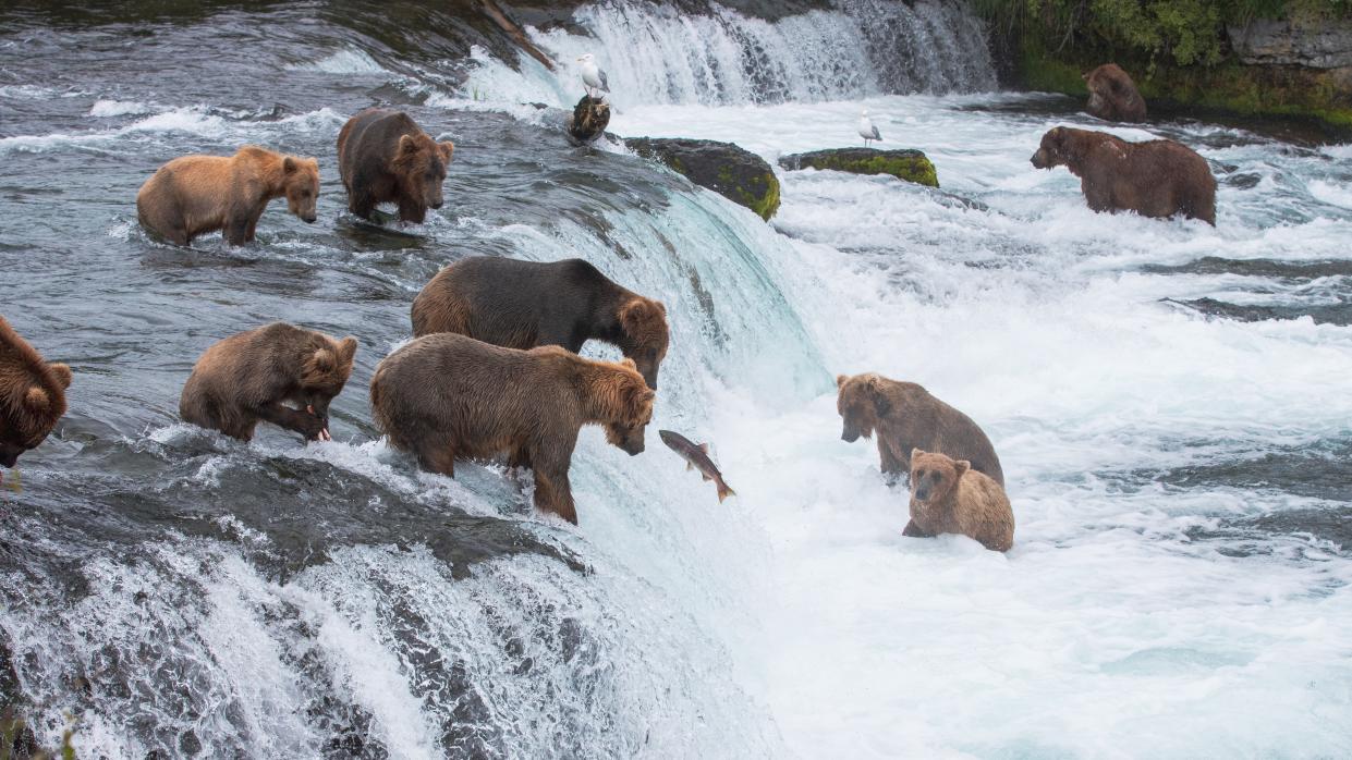  Bears at Brooks Falls, Katmai National Park and Preserve, Alaska. 