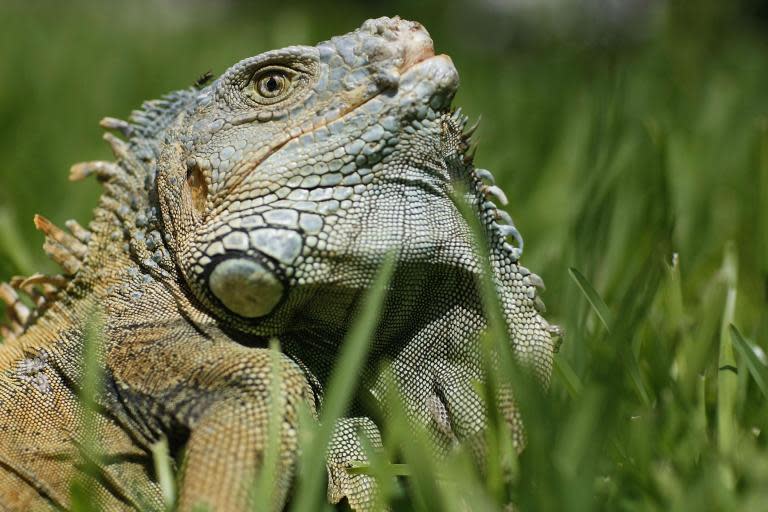 The advice to residents of Florida about the rapidly multiplying green iguanas could not have been clearer – kill them, “whenever possible”.Naturalists say the lizards, which are an invasive species to the state, are reproducing more quickly than usual because of an extended warm spell. They can cause damage to infrastructure by burrowing, and foul swimming pools and lakes. Given the creatures can lay up to 75 eggs a year and reach up to 5 feet in length, officials have urged residents to help.“Green iguanas are not native to Florida and are considered to be an invasive species due to the damage they can cause to seawalls, sidewalks, and landscape plants. This species is not protected in Florida expect by anti-cruelty law,” said a notice posted by the state’s fish and wildlife conservation commission (FWC).It added: “Homeowners do not need a permit to kill iguanas on their own property, and the FWC encourages homeowners to kill green iguanas on their own property whenever possible.”The creatures, originally from South America, have long been a menace in Florida, and there have been various attempts to try and deal with them.Authorities say iguanas brought to Florida as pets or hitchhiking on ships have flourished in the conditions found there.Another invasive species, the Burmese python, is wreaking havoc in the Everglades because the big snakes eat almost anything and have no natural predators, the Associated Press reported.Joseph Wasilewski, a scientist from the University of Florida who studies wildlife in Florida and the Caribbean, told ABC News the iguanas were a “serious problem from many standpoints”. “They will destroy agriculture, undermine roads, cause electrical transformers to fail, they can transmit salmonella,” he said. Yet, he said he was not delighted the authorities had decided to kill the lizards. “It saddens me that all of these magnificent animals, along with multitudes of other invasive reptile species have to be put down,” he said. “There is no alternative for the problems.”