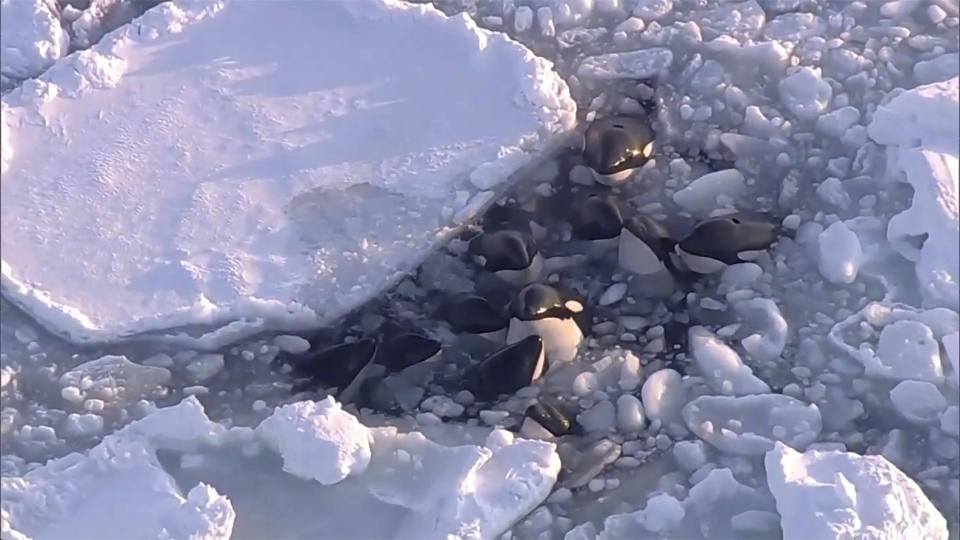 This image made from video shows a pod of killer whales bobbing up and down in a small gap surrounded by drift ice in Rausu, Hokkaido, northern Japan, Feb. 6, 2024. Japanese officials say a pod of killer whales that was trapped in drift ice off the northern main island of Hokkaido, prompting concern from environmental groups, has apparently safely escaped. (NTV-NNN via AP)