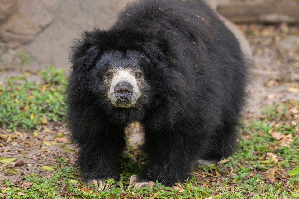 Keesha, a 28-year-old sloth bear, came to Zoo Miami in 2016 from the San Diego Zoo. She died Thursday, May 9, 2024, according to the zoo. Zoo Miami