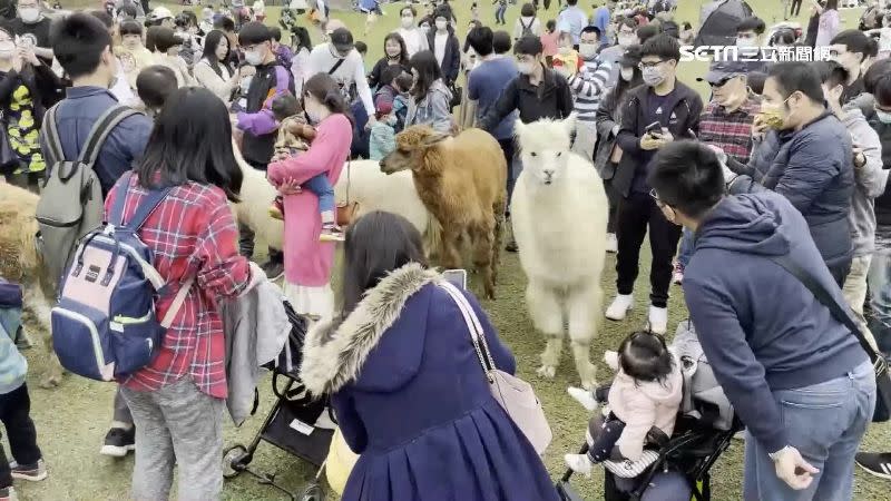 新竹綠世界園區內飼有羊駝，遊客開心與牠們合影。