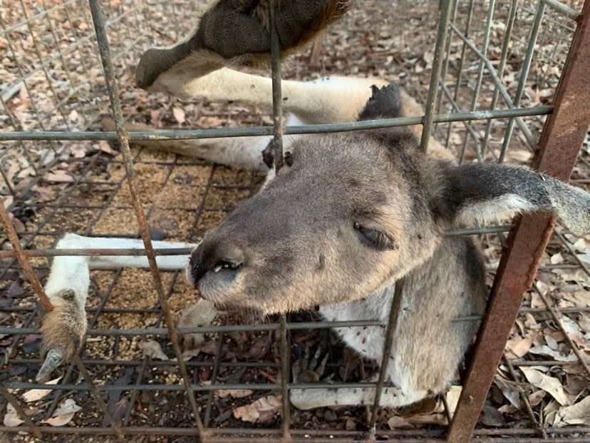 Close up of the dead kangaroo looking out of the cage. Source: Supplied