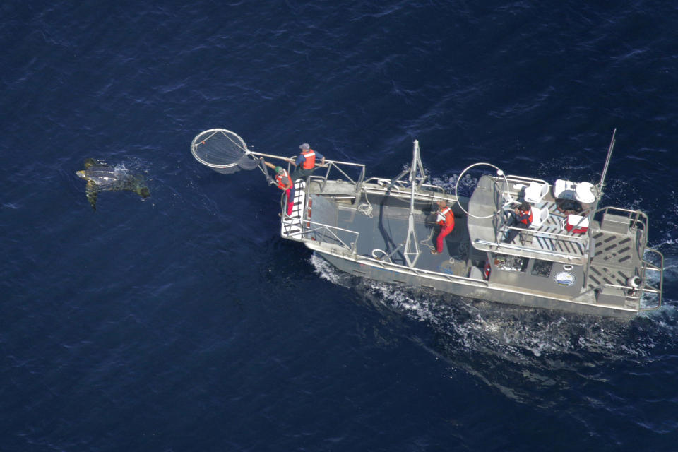 In this aerial photo provided by Joel Schumacher, scientists in a research boat pursue a Pacific leatherback turtle in the Pacific Ocean off California in September 2016. All seven distinct populations of leatherbacks in the world are troubled, but a new study shows an 80% population drop in just 30 years for one extraordinary sub-group that migrates 7,000 miles across the Pacific Ocean to feed on jellyfish in cold waters off California. Scientists say international fishing and the harvest of eggs from nesting beaches in the western Pacific are to blame. (Joel Schumacher via AP)