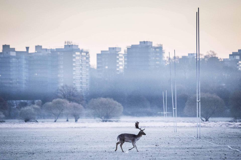 Frosty morning