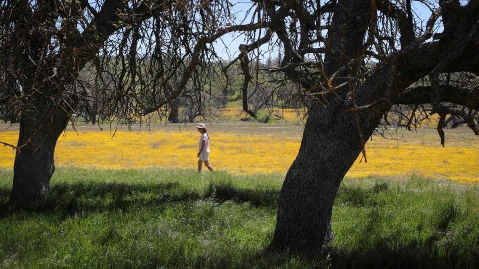 Kathy Conner of Carpinteria walks near Shell Creek Road as wildflowers bloom on April 3, 2024. David Middlecamp/dmiddlecamp@thetribunenews.com