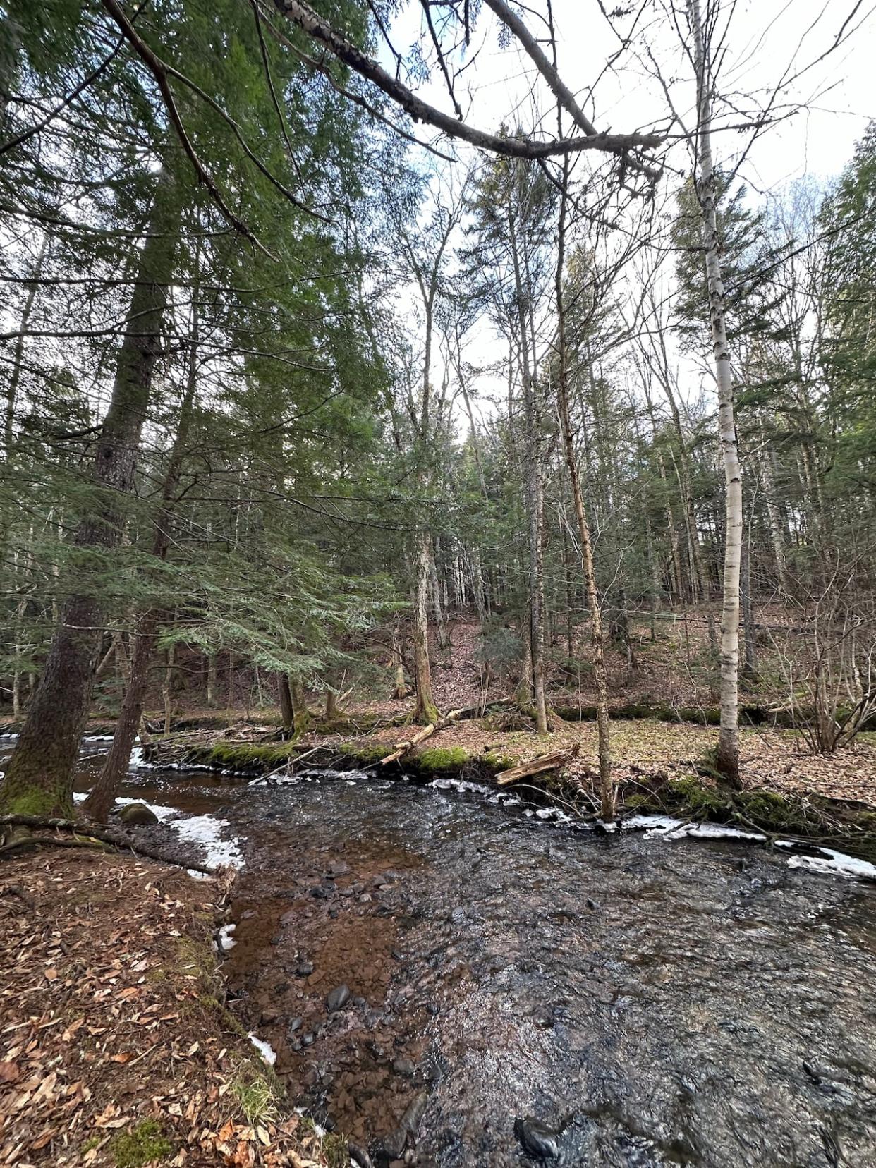 This photo was taken in late December last year, despite it not appearing to be a typical winter scene. And even as winter progressed, the heaps of snow and bitter temperatures never arrived. (Gary Moore/CBC - image credit)