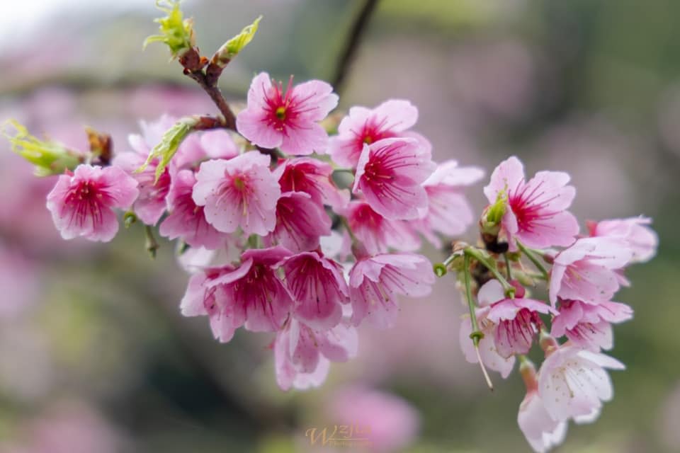 三色櫻可以見到粉色、米色與桃紅花朵。   圖：取自三峽大熊櫻花林臉書