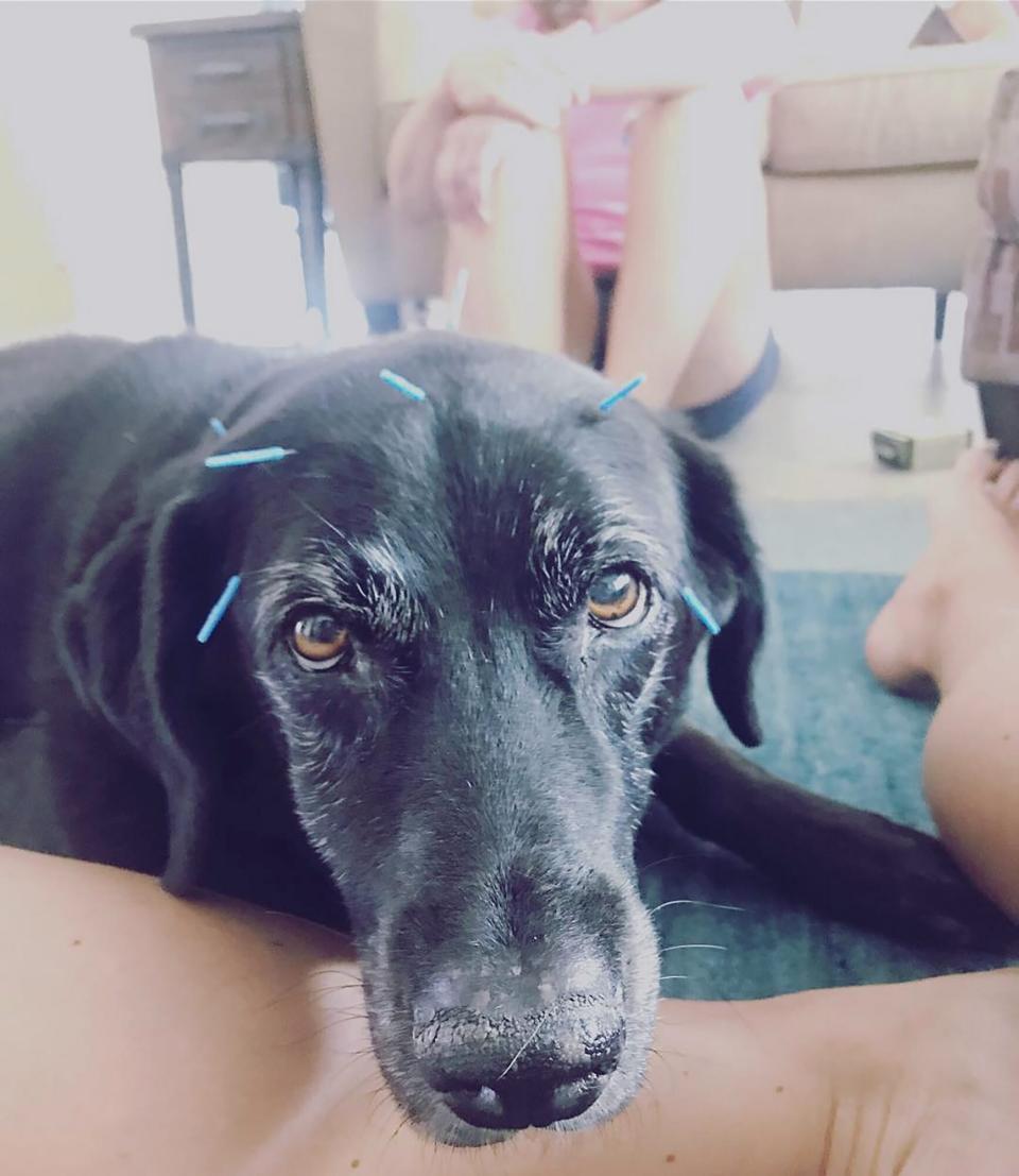 black lab receiving acupuncture