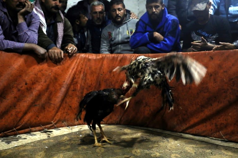 Banned in many parts of the world due to concerns over animal cruelty, cockfighting is popular in the Kurdish-dominated corner of northern Syria