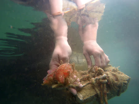 An Israeli researcher holds a sea squirt nestled to a brick wrapped in rope and floating underwater in the Red Sea, as part of research work an Israeli team is conducting in the Israeli resort city of Eilat February 7, 2019. REUTERS/Amir Cohen