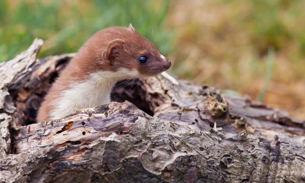 A weasel emerging from a hole in a log.