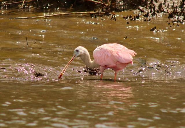 A $1,495 Flamingo Dress: The Pink Bird Is Dominating Fashion