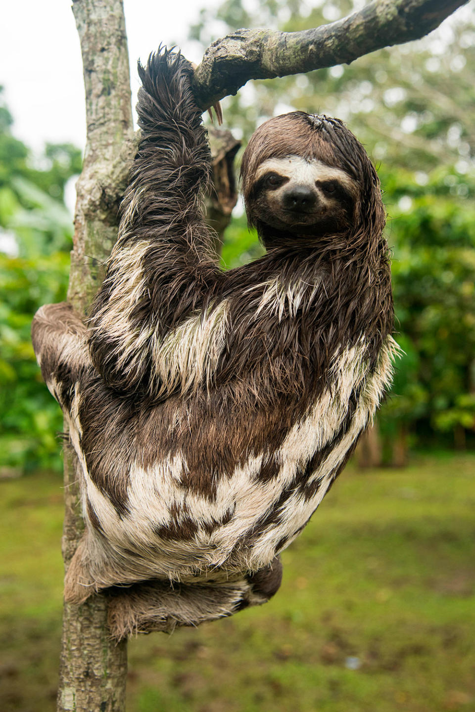 Happy International Sloth Day! Enjoy These 12 Snuggly Pics of Our Favorite Furry Creatures