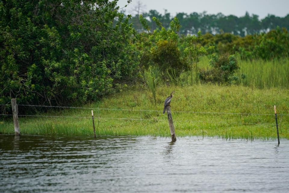 The canal behind the home of John and Sue Erario borders the preservation land developers want to build on in Naples on Thursday, Aug. 31, 2023.