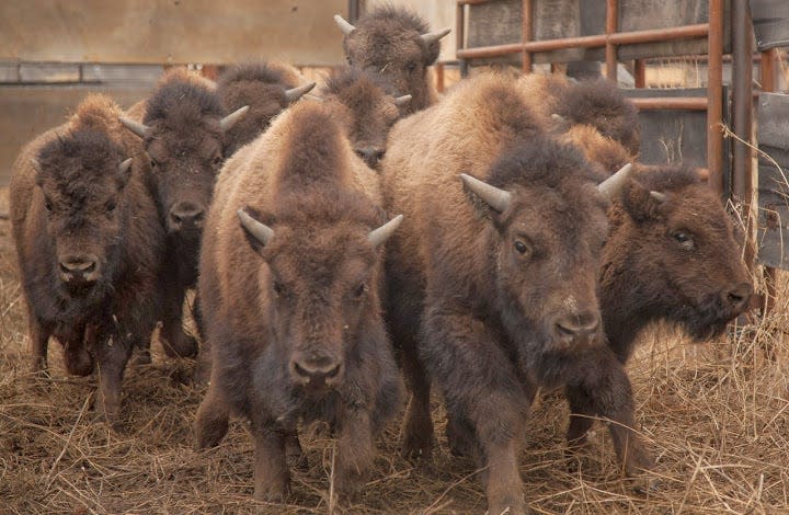 Bison calves being moved at the American Prairie Reserve.