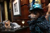 <div class="caption-credit"> Photo by: AP Images</div>The groom is from Virginia, and was chosen via online voting; the guests included over 200 people, including socialite and Real Housewife LuAnn de Lesseps, and 50 canines. <br> <br> Chihuahua Eli waits for the ceremony to start while wearing his wedding finest. An unidentified Yorkie looks on in the background. <br>