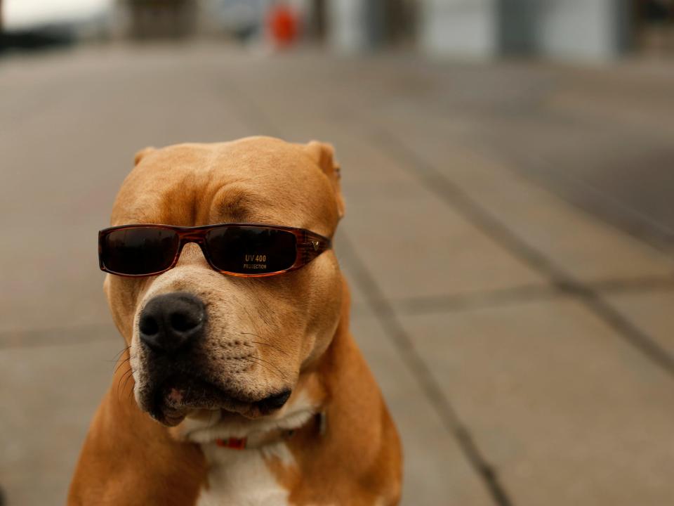 dog sunglasses